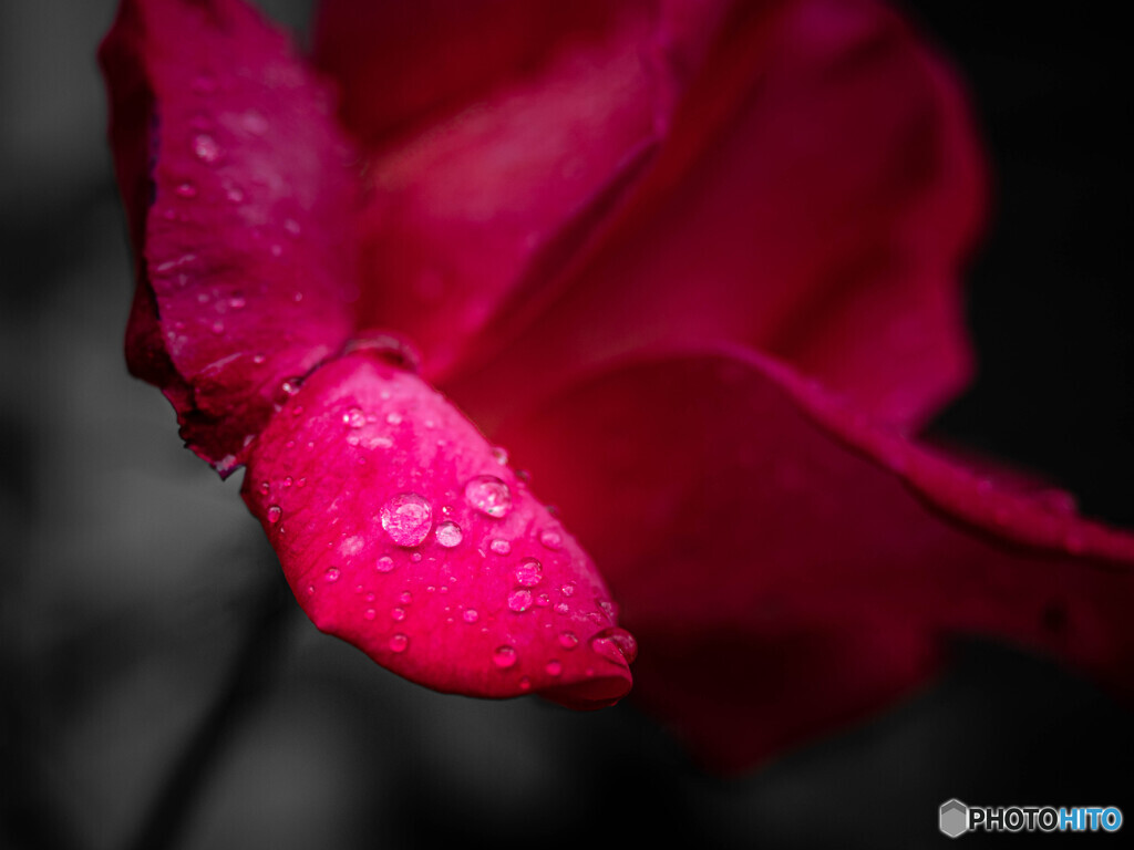 真紅の雨粒