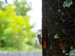 アブラゼミのなく頃に