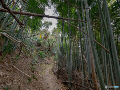 この道はいつか来た道・・・ではない