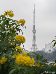 東京タワーっぽいけど