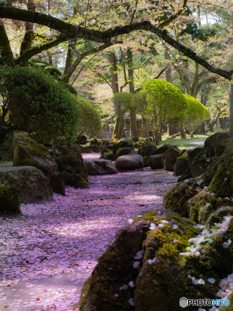花びらの流れ