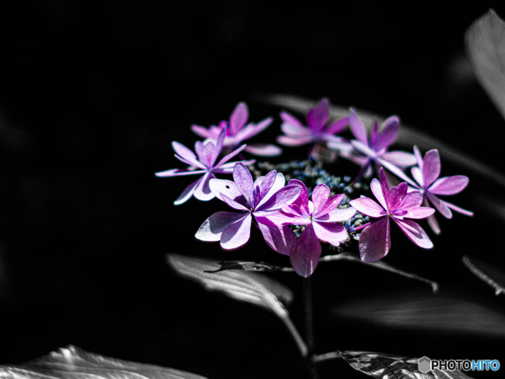 涼し気な紫陽花
