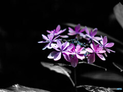 涼し気な紫陽花