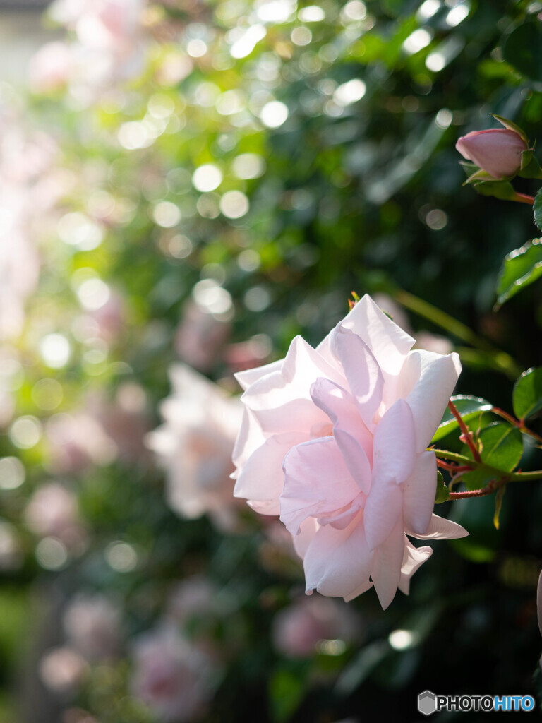 ほんのり・薔薇