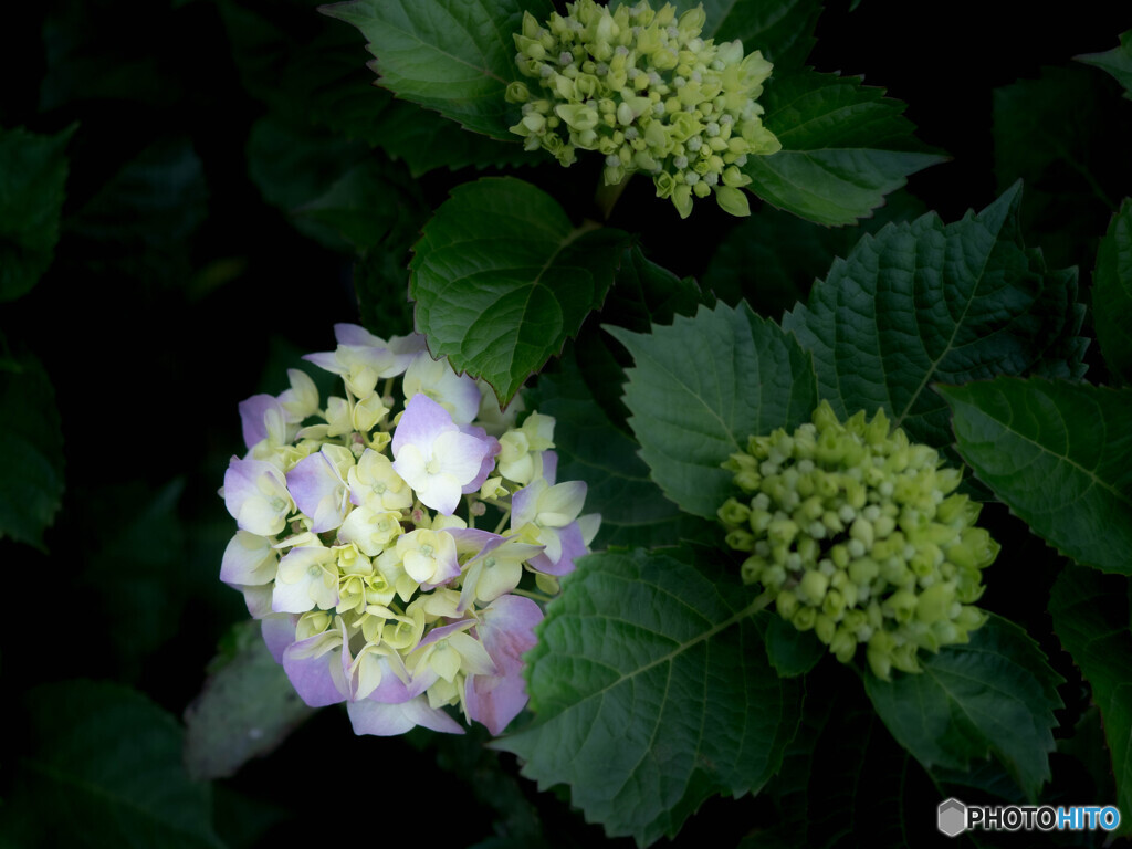 ほんのり・紫陽花