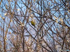 梅の香りに誘われて