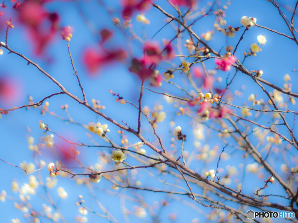 青空に紅白
