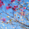 青空に紅白