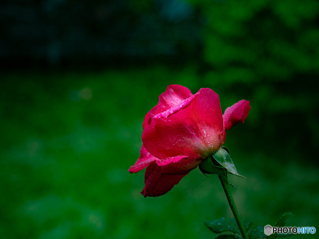 薔薇が咲いた