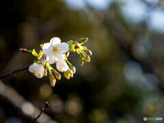 気がつけば葉桜のシーズン