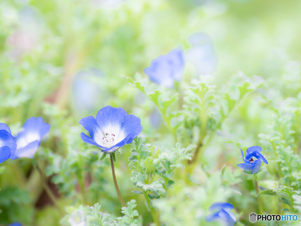 淡く、青く