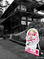 桜ミク、小舟に乗る