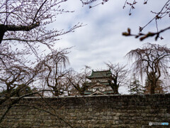 零分咲き