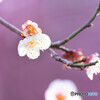 華やかに
