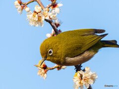 青空と、白梅と、メジロ