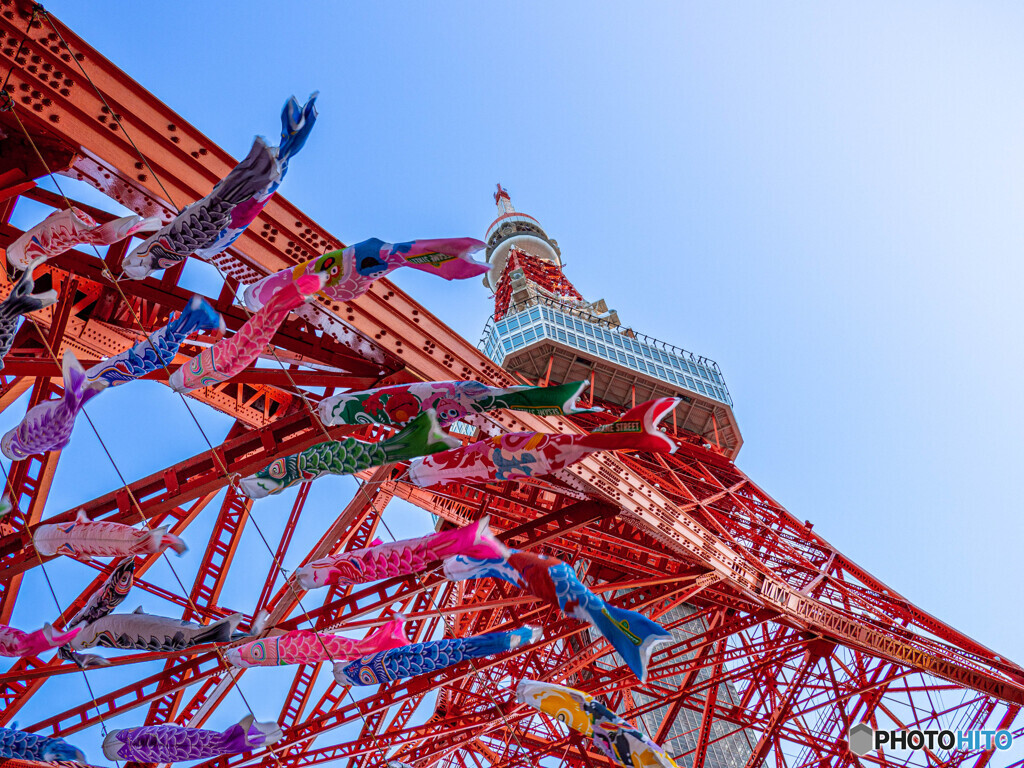 風薫り、鯉泳ぐ