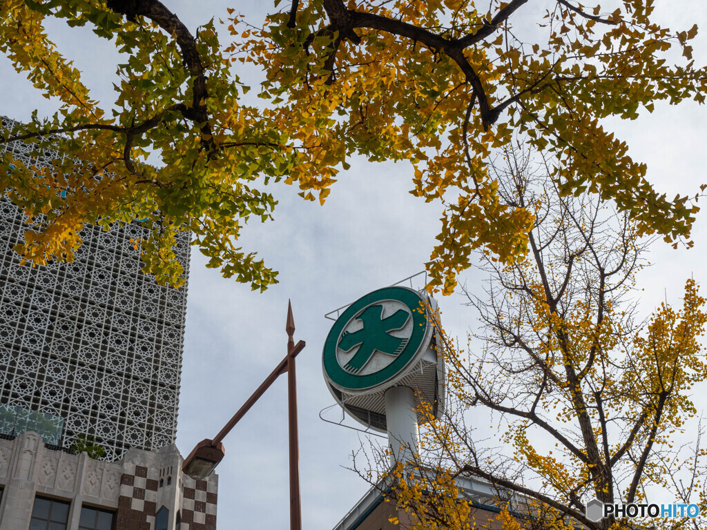 銀杏に囲まれた「大」