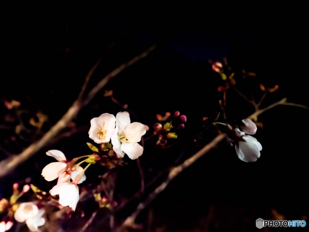 道端の夜桜