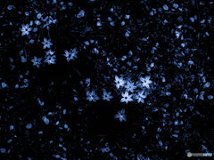 手間いらずで丈夫な星