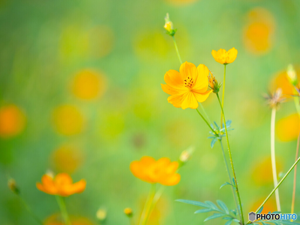 誰も知らない秘密の花園