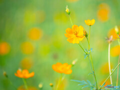 誰も知らない秘密の花園