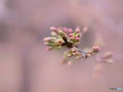 開花はまだか