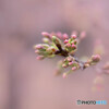 開花はまだか