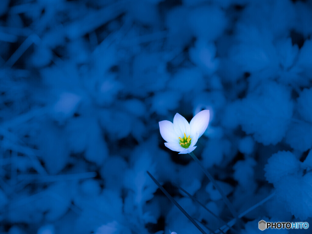 森の水中花