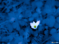 森の水中花