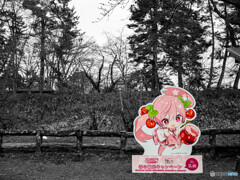 桜ミク、りんご飴を食べる