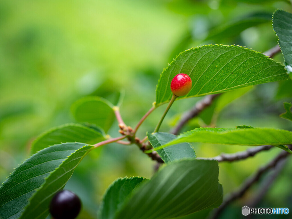 新緑に紅一点