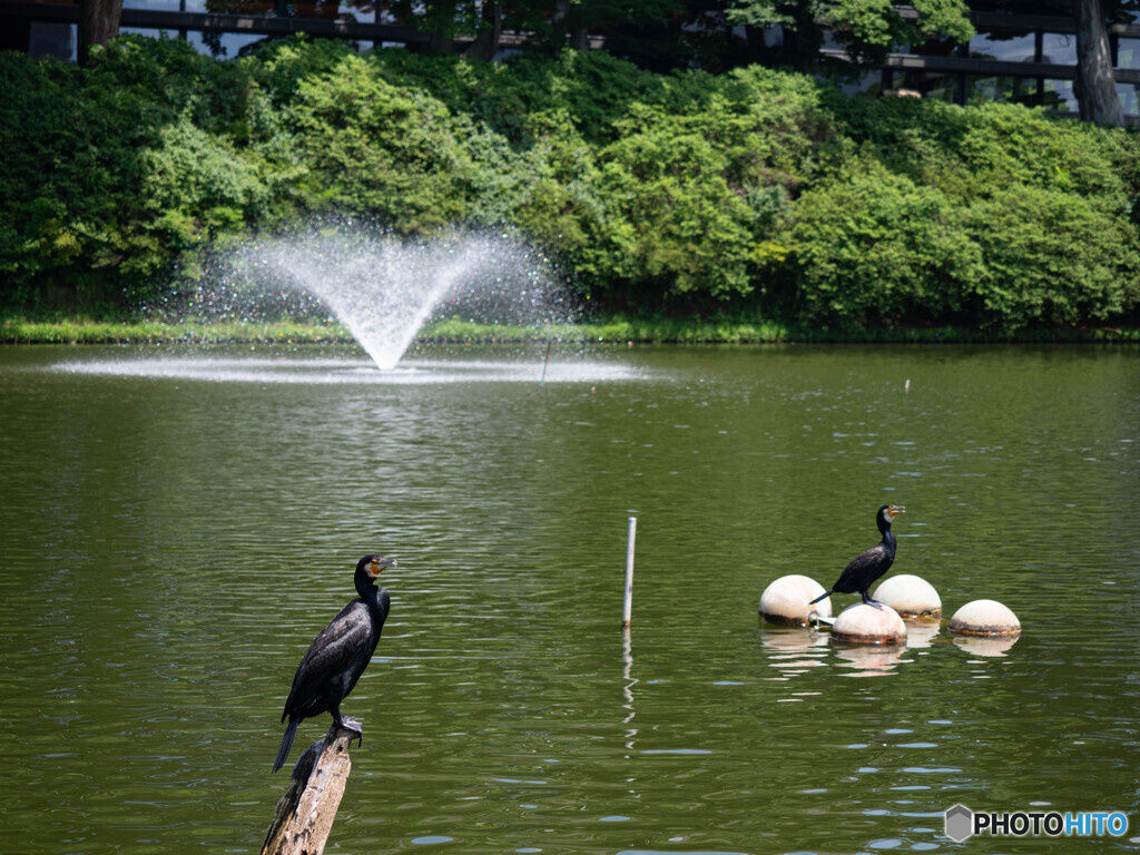 黒い鳥の愚痴