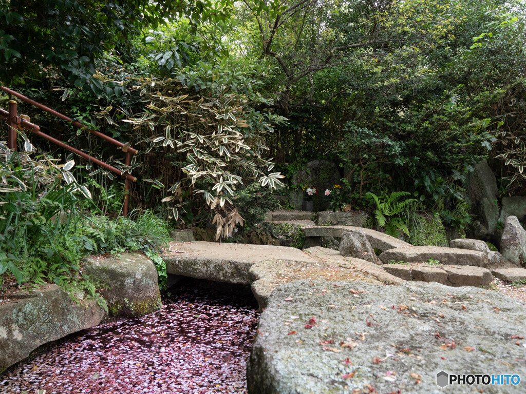 ひっそりと花筏