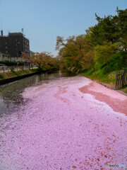 どこまでも花筏