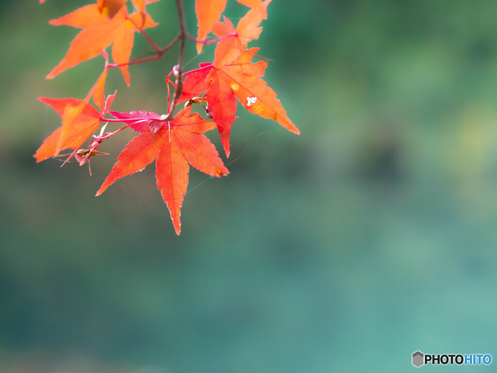 紅葉の思い出