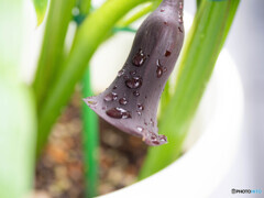 雨上がりに