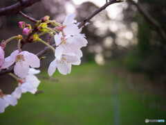 夕陽桜