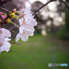 夕陽桜