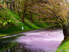 水面を桜色に染めて