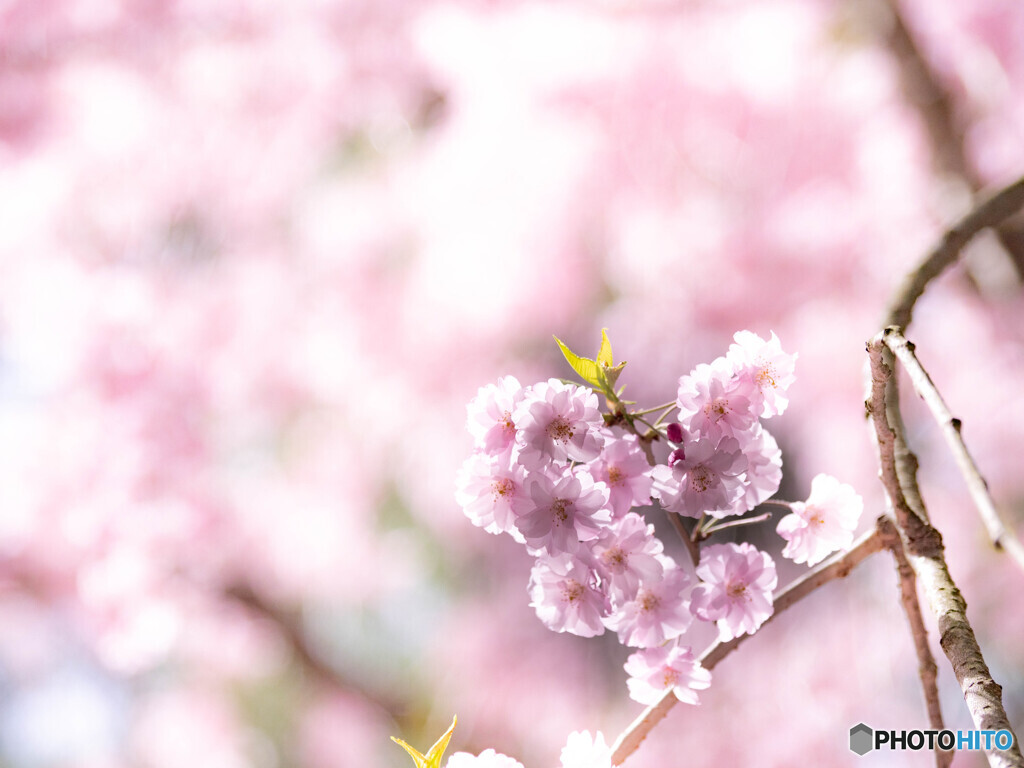 桜色爛漫