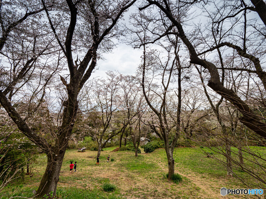 桜の木の下で