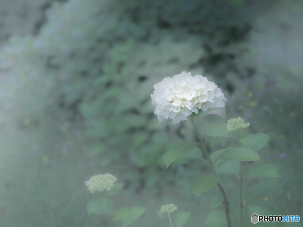 湿気のカーテンの向こうで