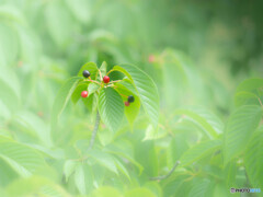 花が散って実がなって