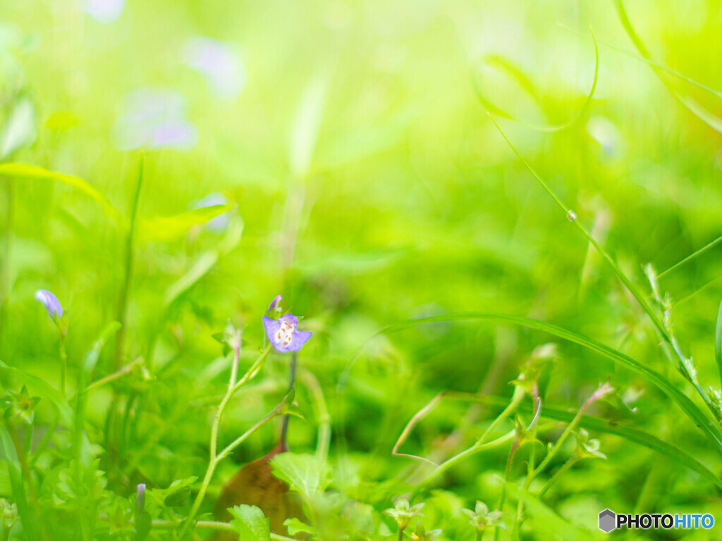 足もとの小さな世界