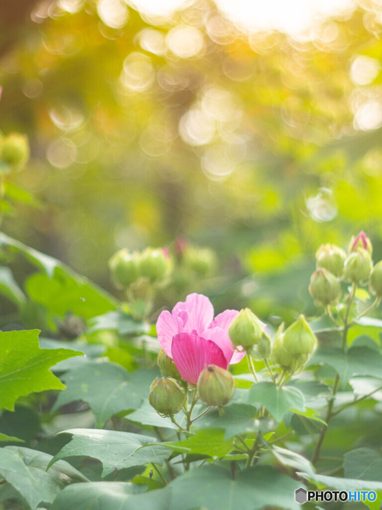 晩夏に咲く