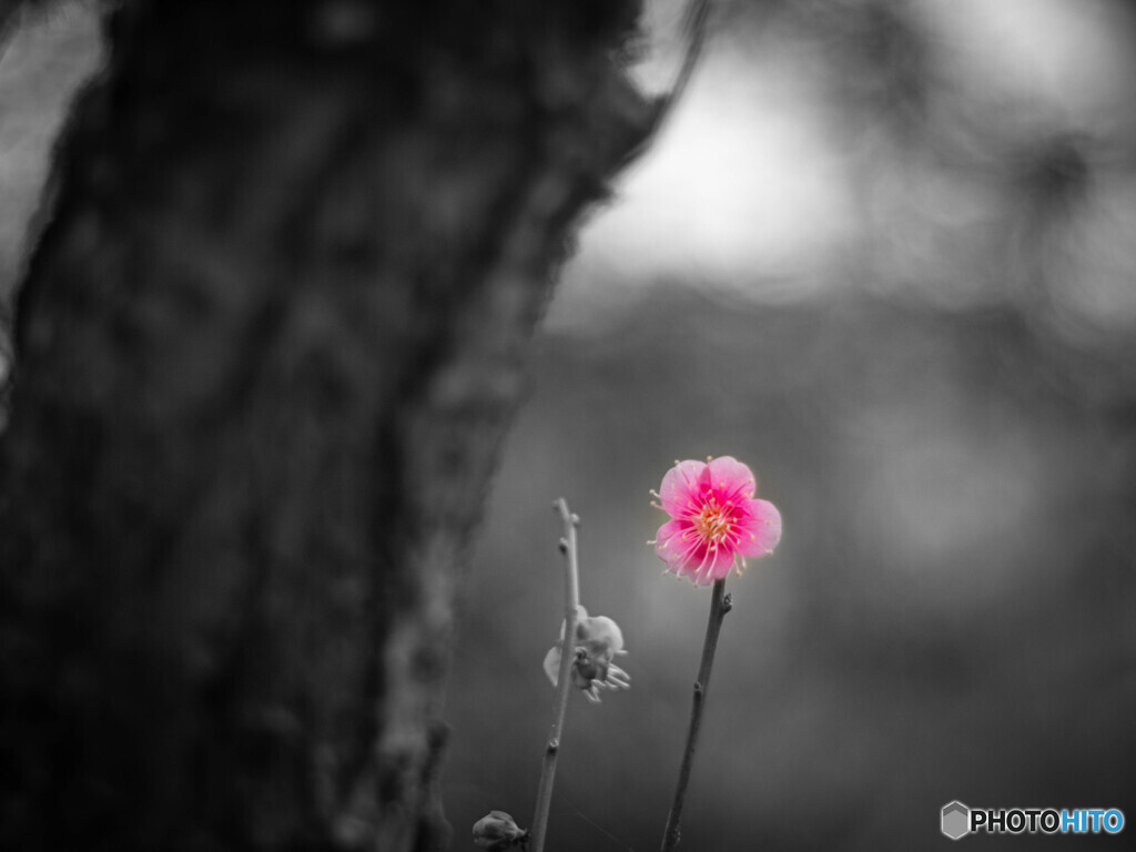 紅梅の灯り