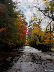 色とりどりの紅葉