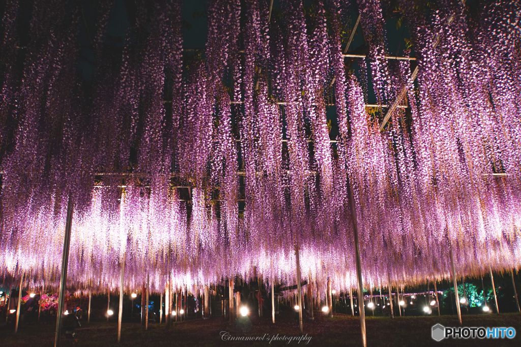 紫の雨