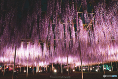 紫の雨