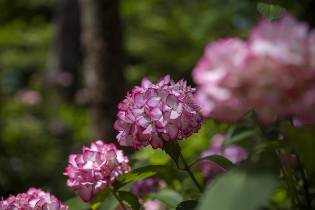 天津神明宮　紫陽花２